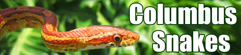 Columbus snake